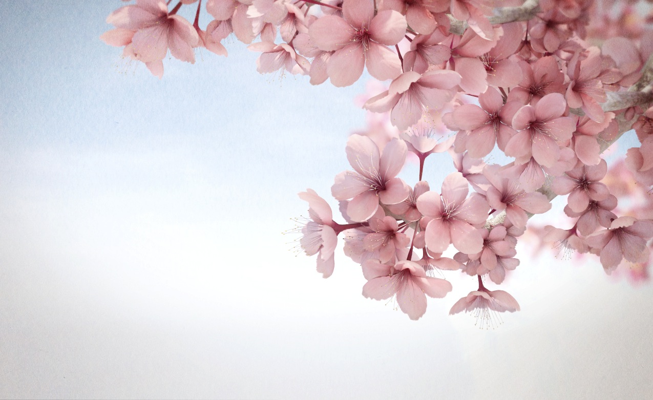 Sakura Flower Wallpaper Hd Wallpapers Sakura Flower Wallpaper Hd