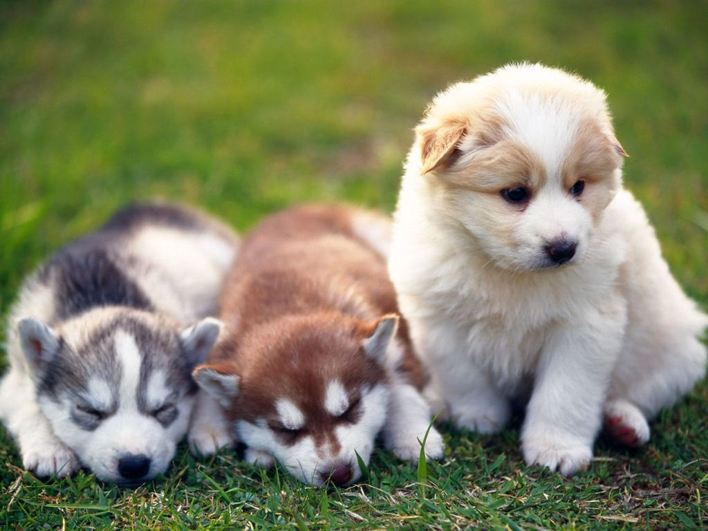 cute-husky-puppies-wallpaper-7943-hd-wal