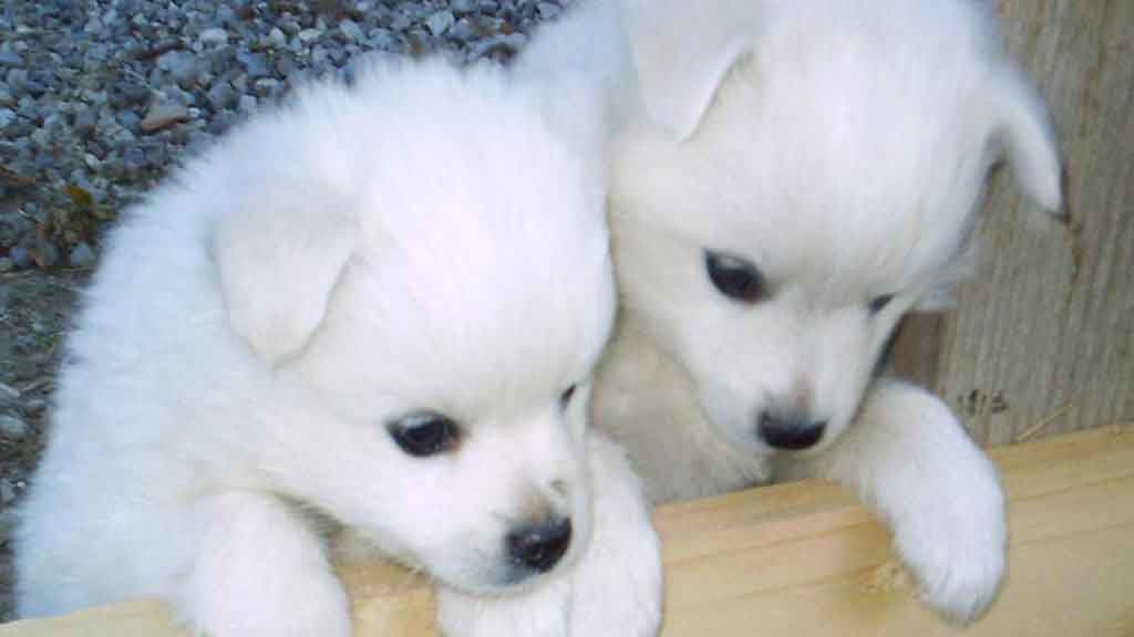 68 Baby Huskies Wallpapers On Wallpaperplay
