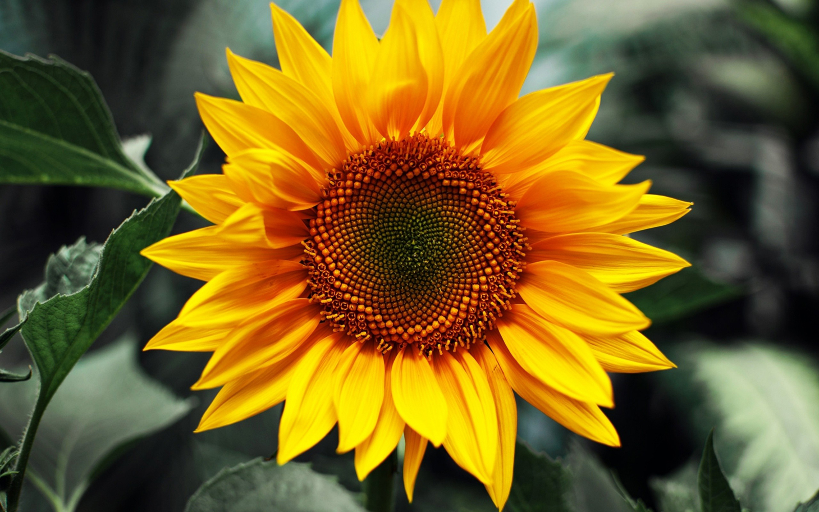 Hd Sunflower Wallpaper Long Hd Wallpapers For Pc Background