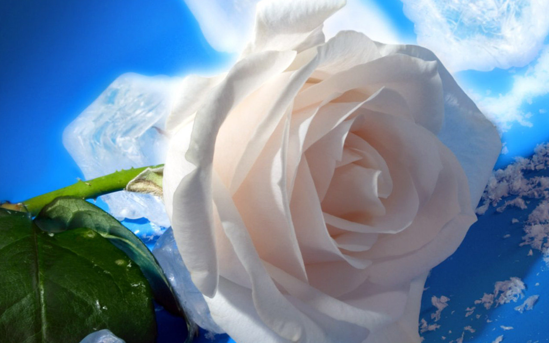 White-rose-hd-wallpaper-1080.jpg