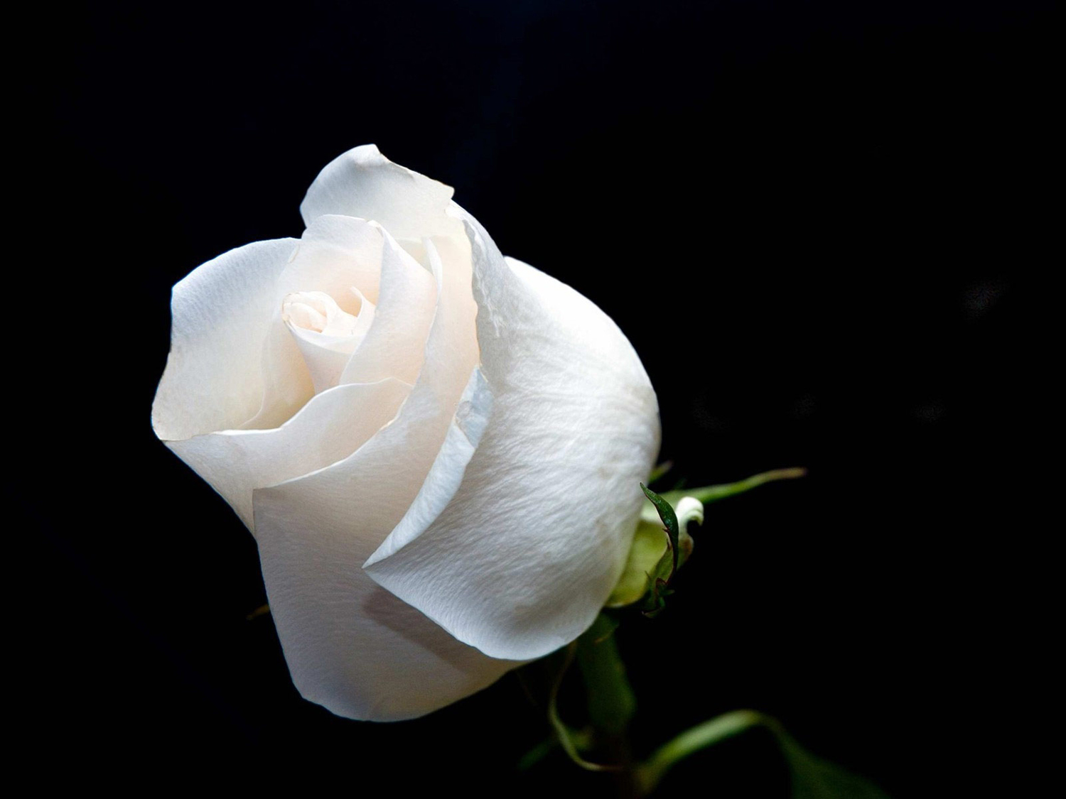 White Rose Flower Beautiful Hd Widescreen Wallpaper Backgrounds Nature