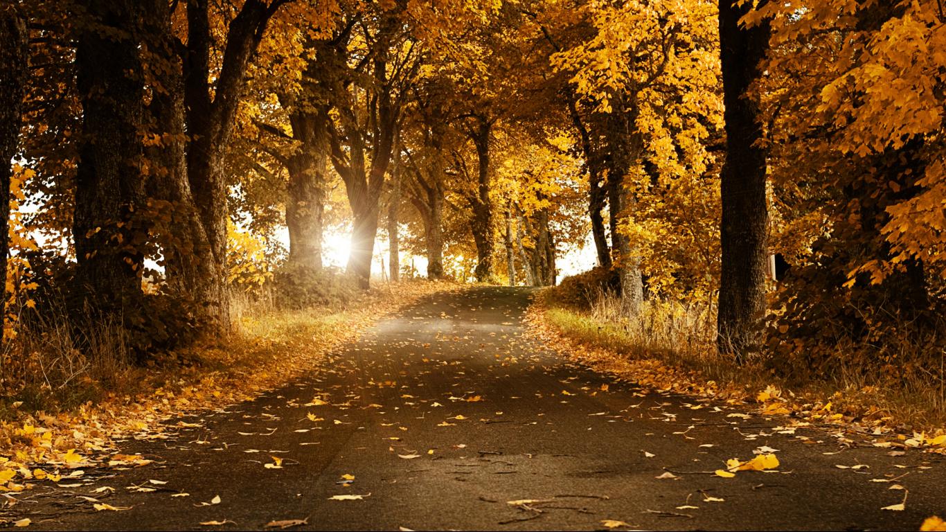 Amazing Autumn Background Wallpaper Yellow Hd Wallpapers 1366 768 Hd Wallpaper For Desktop Background