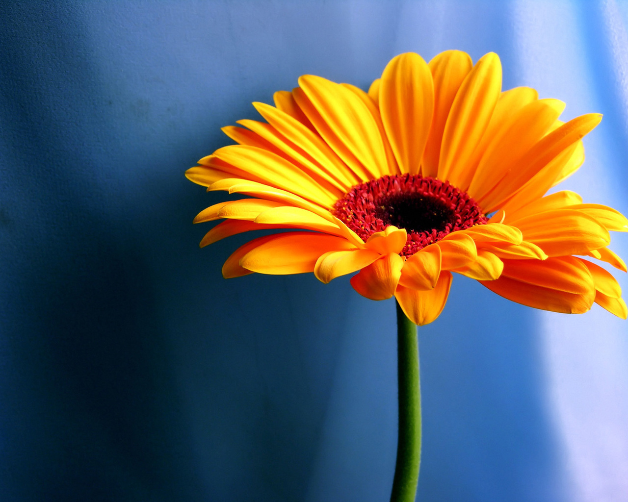 Beautiful Yellow Sunflower Blue Background Wallpapers Hd Wallpapers
