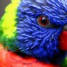Cute Arlecino Parrot Colorful Bird Photo Picture Gallery HD Wallpapers Desktop PC