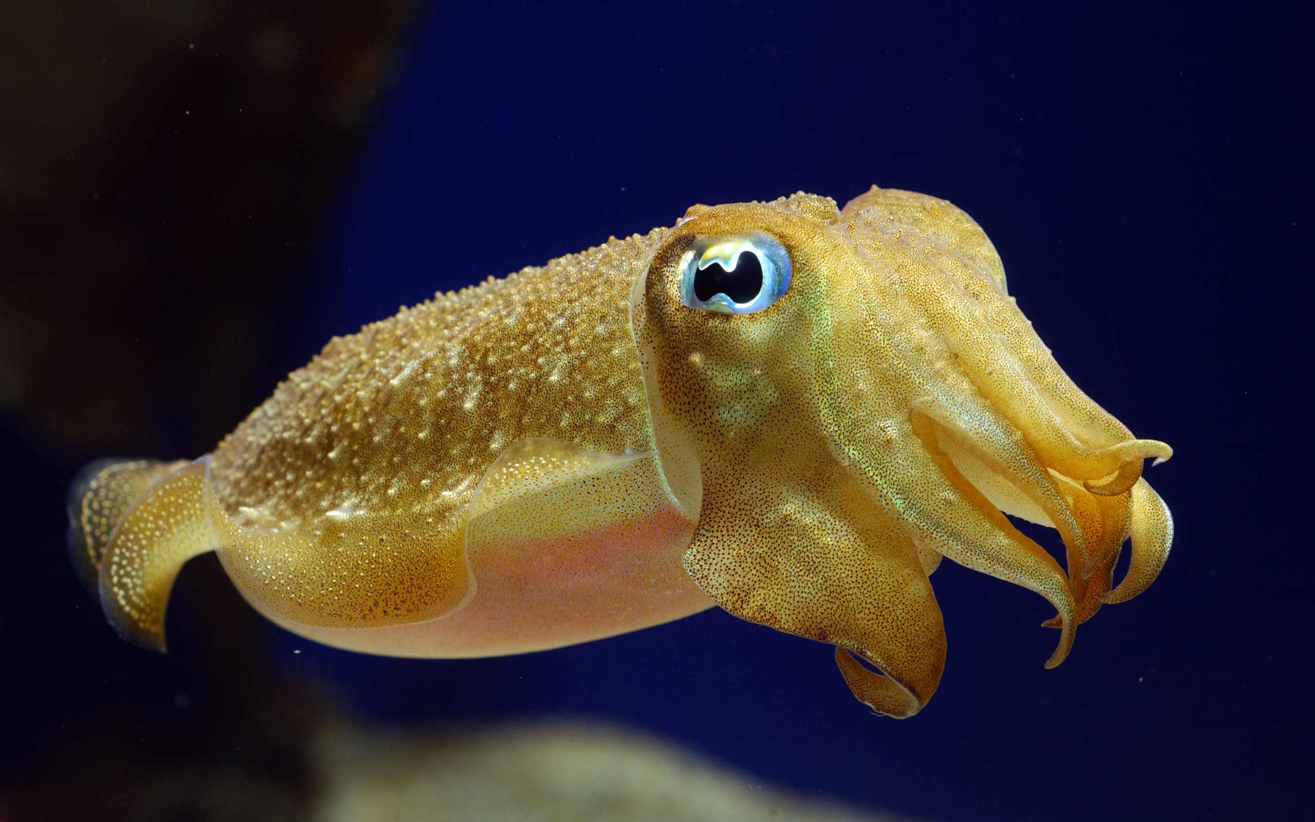 types of squids