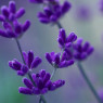 Lavender iPhone 5 Wallpaper | HD Wallpapers Source