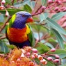 Rainbow Lorikeet Colorful Bird On Branch Photo Picture HD Wallpapers Desktop PC