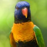 Rainbow Lorikeet Orange Neck Photo Image Picture Full HD Wallpapers Widescreen High Quality